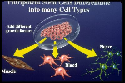 Эмбриональные стволовые клетки могут образовывать любые типы тканей